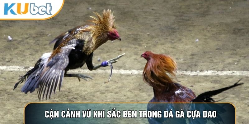 Cận cảnh vũ khí sắc bén trong đá gà cựa dao
